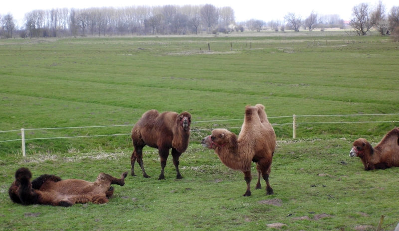 Klimamanager für Wedel, Klimakonzept Wedel, Klimaschutzfonds, Grüne Wedel