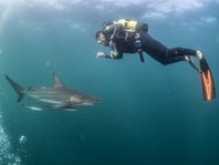 Der Hai und der tauchende Forscher